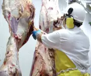 Sacrificio de ganado vacuno en Bolívar cae 4,8% en primer trimestre de 2026