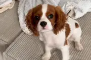 Señales clave para saber si tu perro se siente seguro en casa