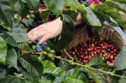 Sector agropecuario colombiano cayó 1,4% en primer trimestre de 2026