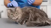 Siete gatos mueren tras jornada de esterilización en Puerto Berrío