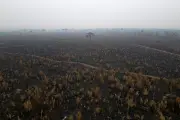 Sudamérica perdió 41 millones de hectáreas de bosque en la última década