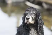 Temblor en perros: causas, señales y cuándo ir al veterinario