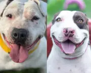 Tony y Europa: dos perros con cáncer necesitan quimioterapia urgente