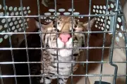 Tribunal ordena medidas urgentes contra tráfico ilegal de fauna silvestre en Colombia