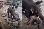 Turista muere aplastada por elefante en pelea en santuario de India