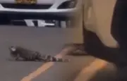 Universidad Icesi se pronuncia tras muerte de iguana atropellada en su campus