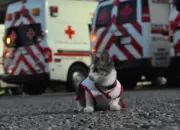 Urgencio, el gato que se convirtió en voluntario de la Cruz Roja Mexicana
