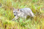 Zorro perruno aulla en humedal de Bogotá y alerta sobre salud del ecosistema