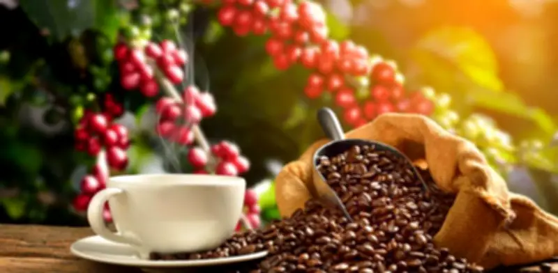 A menos de tres semanas, sigue en vilo el futuro del Fondo Nacional del Café