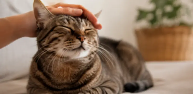 Acariciar gatos reduce el estrés y aumenta el bienestar hormonal