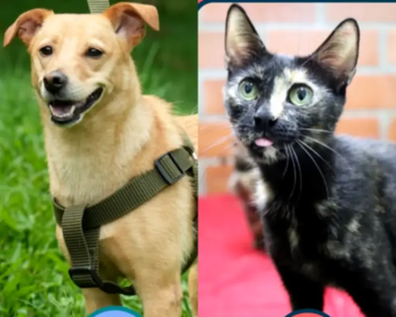 Adoptatón Mundialista 2026: 80 perros y gatos buscan hogar en Medellín