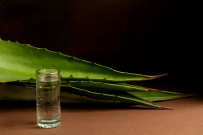 Agave azul: la planta del tequila y sus múltiples usos