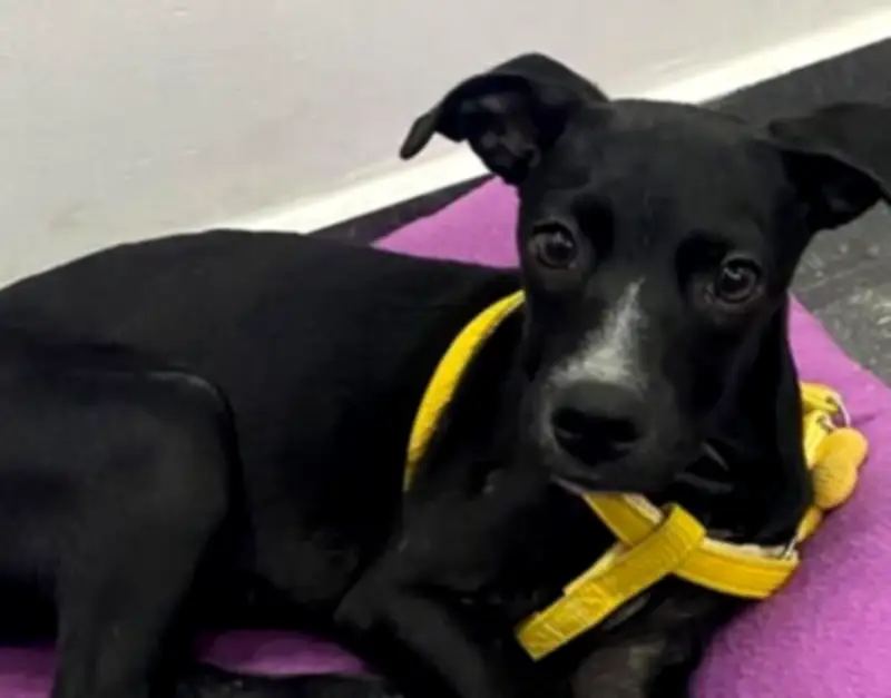 Aria busca un hogar estable tras ser devuelta en Barranquilla