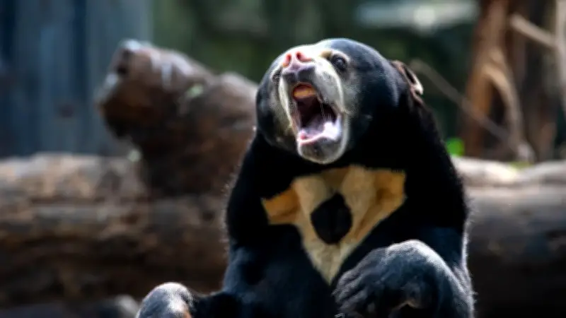 Ataque de oso en Japón: cuatro heridos en Fukushima