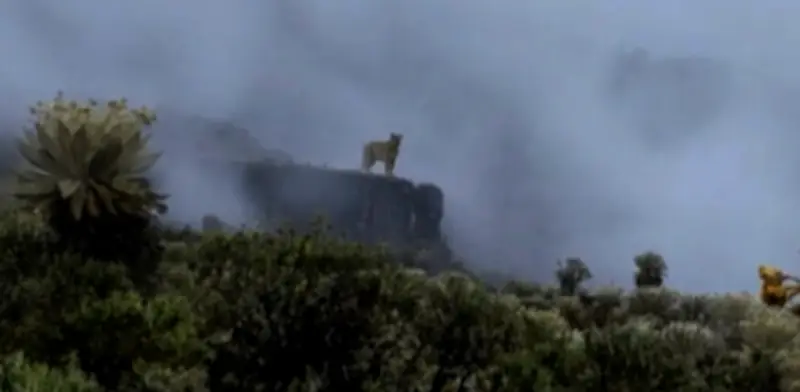 Avistamiento de un puma en el Parque Natural Pisba, Boyacá