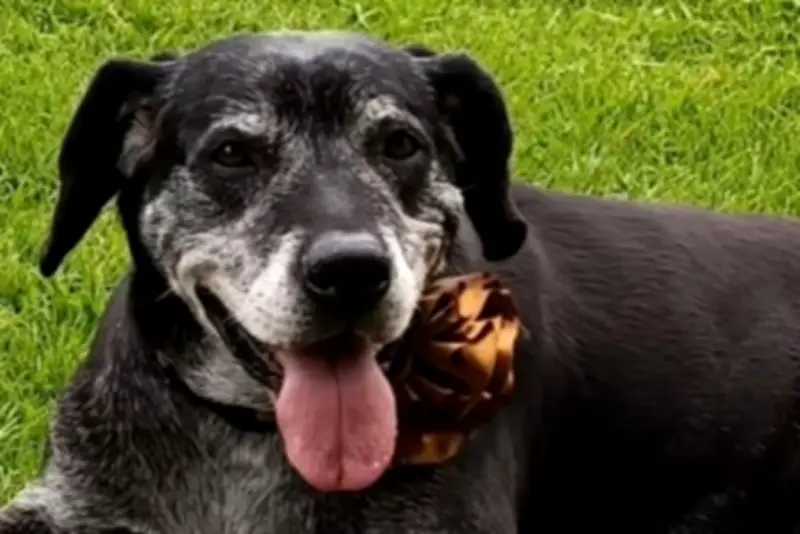 Bailey, la perrita senior que esperó 3 años por un hogar, encuentra familia