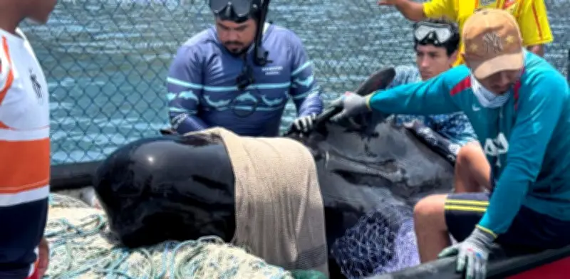 Ballena piloto rescatada en Magdalena muere pese a esfuerzos veterinarios