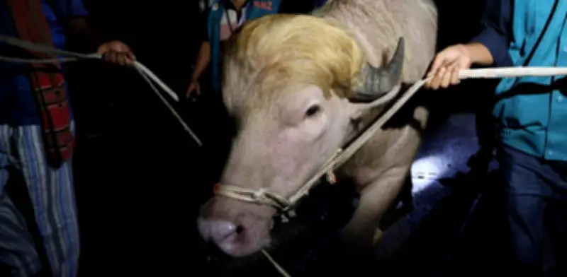 Búfalo albino 'Trump' es salvado de ser sacrificado en Bangladés