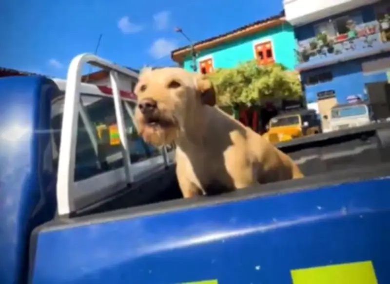 Bruno, el perrito que es el compañero inseparable de la Policía en Caldas