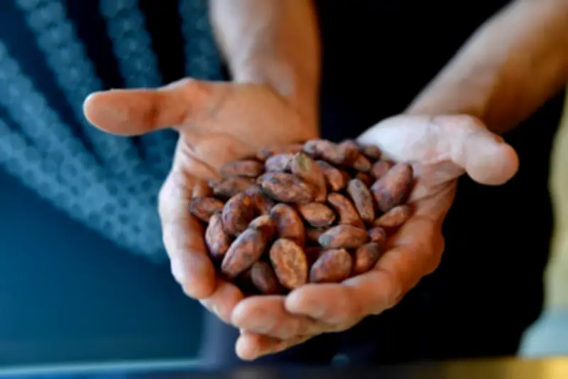 Cacao colombiano: la revolución del chocolate de especialidad que transforma el paladar