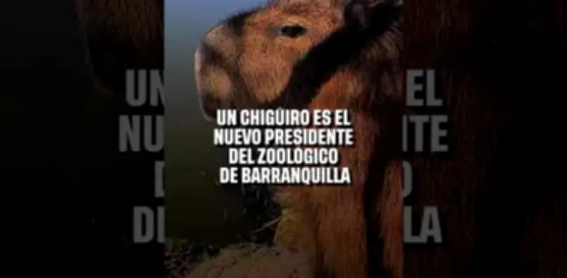 Capibara es el nuevo presidente simbólico del Zoológico de Barranquilla
