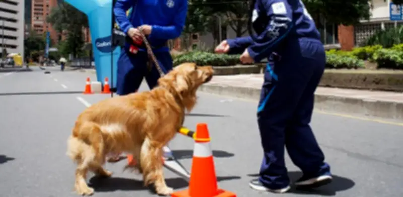 Ciclovía de Bogotá estrena estaciones para mascotas hasta 2026