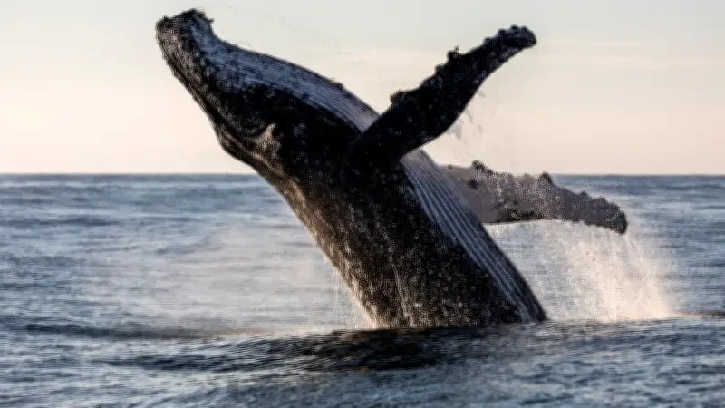 Científicos registran extraño comportamiento en ballenas nunca antes documentado