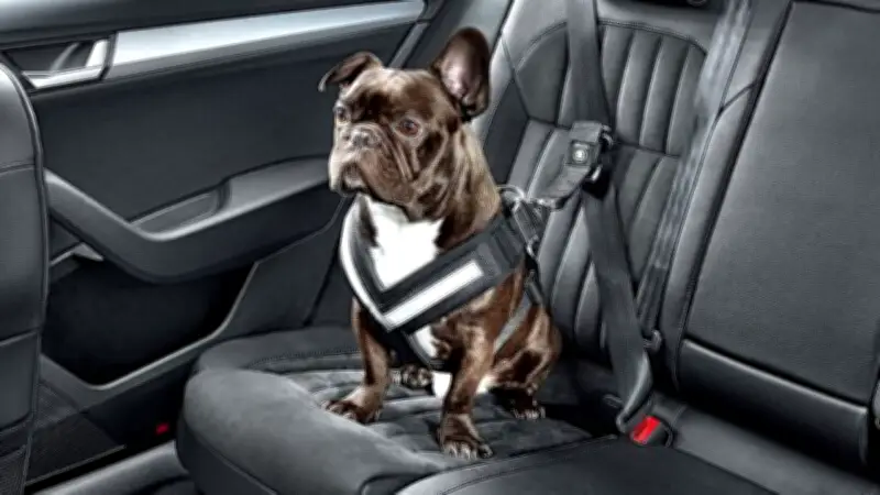 Cinco consejos para viajar con su perro en carro de forma segura