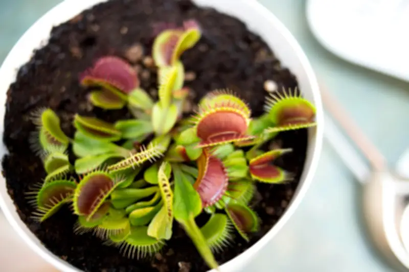Cinco plantas carnívoras para tener en casa: guía y cuidados