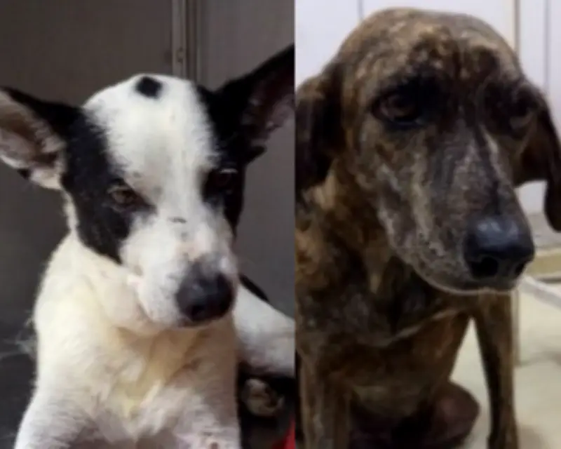 Coco y Ciruela: dos perros rescatados esperan un hogar definitivo