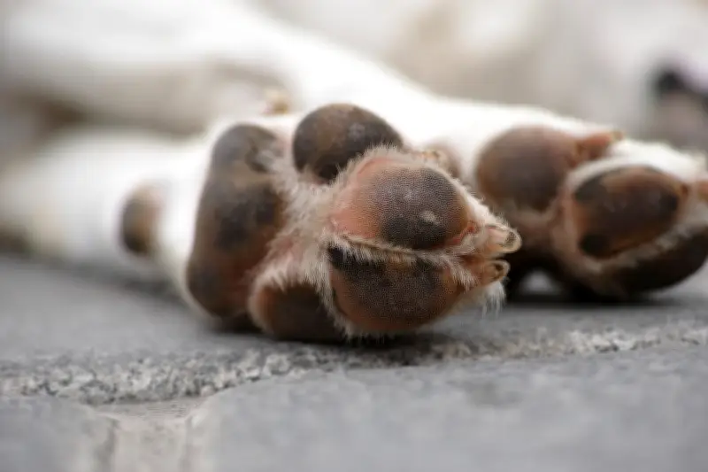 Colombia crea delito penal contra actos sexuales con animales