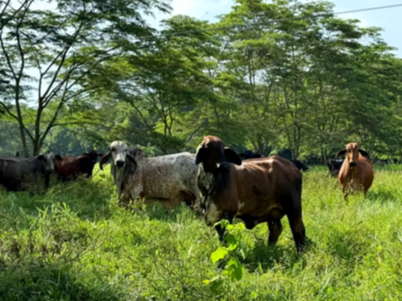Colombia sanciona ley de trazabilidad ganadera contra deforestación