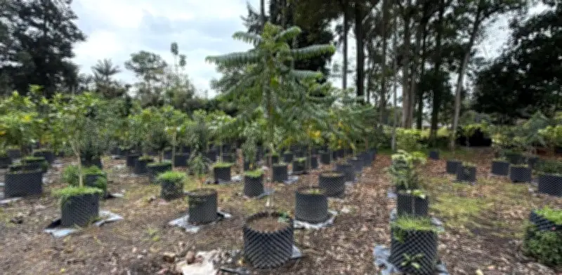 Corredor verde de la séptima tendrá 1.200 árboles nuevos