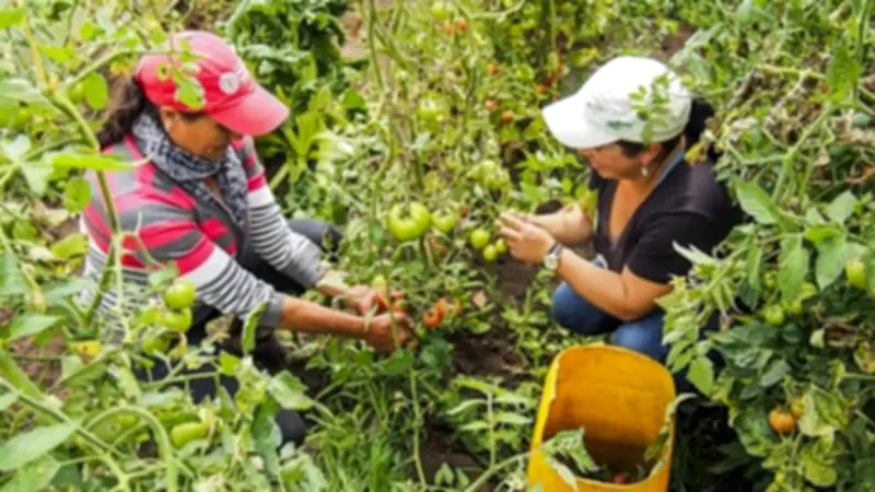 Crédito Banco Agrario supera $44 billones y acelera apuesta por pequeños productores