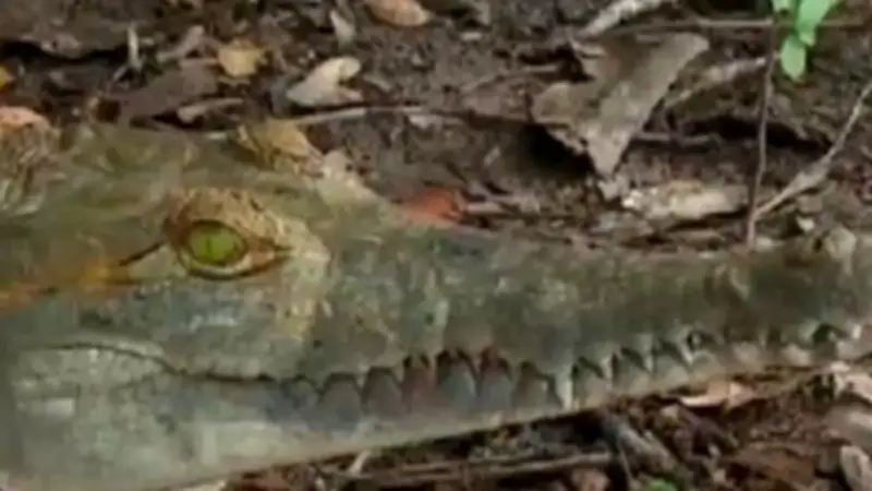 Crisis del caimán llanero: denuncian hacinamiento y desnutrición en centros de conservación