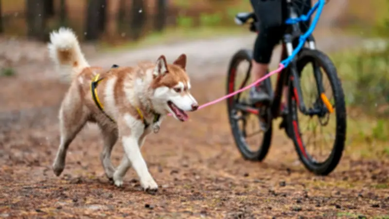 Día de la Bicicleta en Bogotá: las mejores rutas y parques para pedalear con su perro