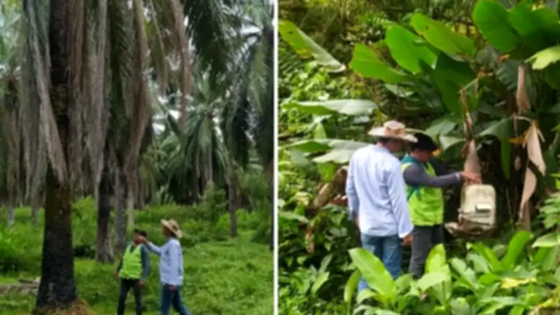 Desarticulan banda 'Polisombras' que robaba aceite de palma en Santander