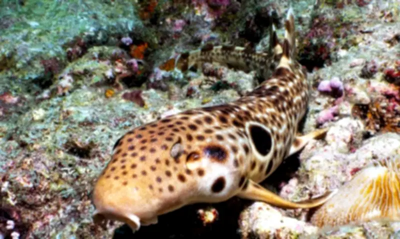 Descubren nueva especie de tiburón caminante en Papúa Nueva Guinea