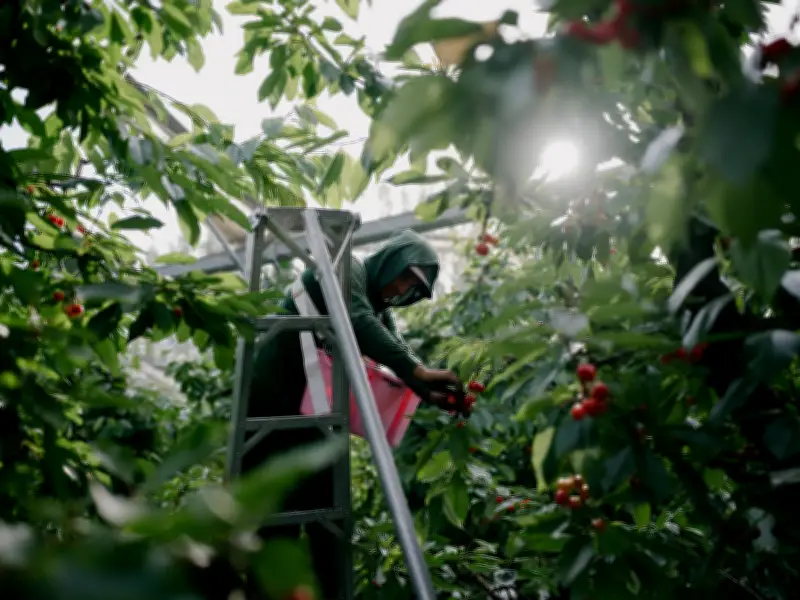 EE. UU. reduce salarios a trabajadores agrícolas H-2A mientras agricultores piden más mano de obra extranjera