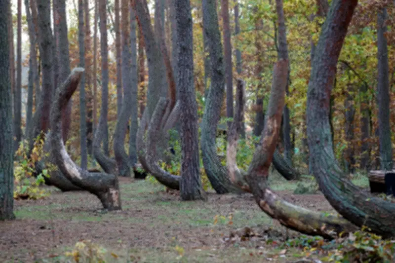 El Bosque Torcido de Polonia: misterio de pinos curvados