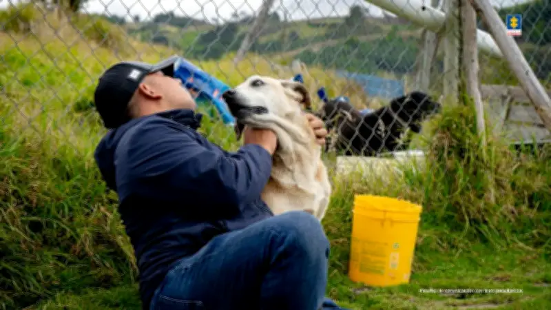 Falsa fundación animal en Cundinamarca mantenía 300 perros en abandono
