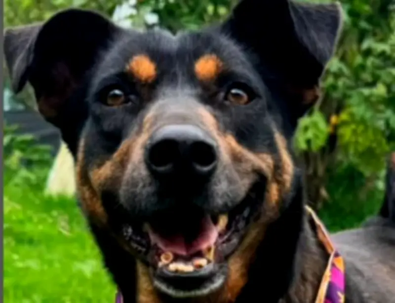 Fundación Col Choca La Pata busca comprar finca para perros rescatados