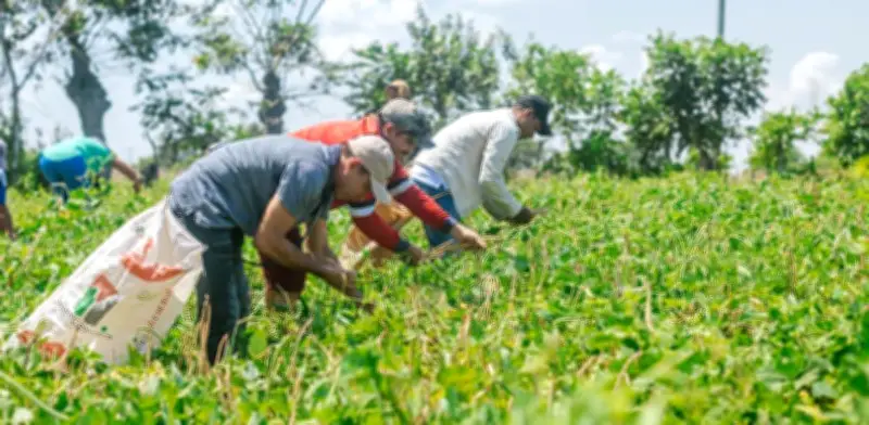 Gobierno reactiva fondo campesino con $8.541 millones tras 28 años inactivo