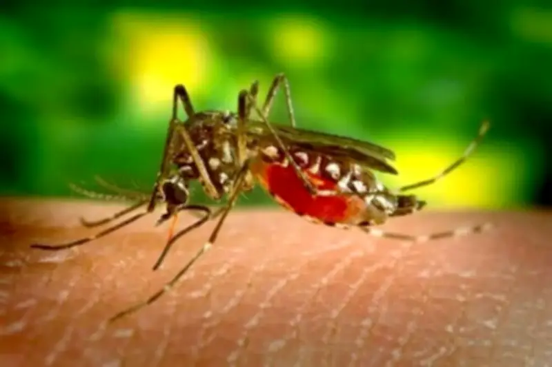 Google pide permiso para liberar 64 millones de mosquitos infectados en EE.UU.