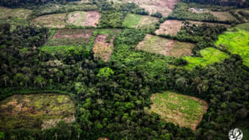 Greenpeace pide sancionar ley de trazabilidad ganadera para proteger Amazonía