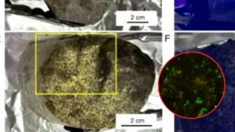 Hallazgo en Sudáfrica: microbios de 2.000 millones de años sorprenden a científicos