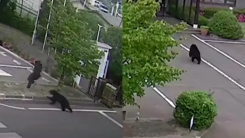 Hombre atacado por oso en Japón: pánico en zona urbana