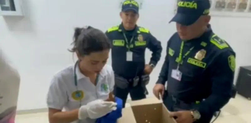 Hombre escondió dos ardillas en sus partes íntimas para volar a República Dominicana