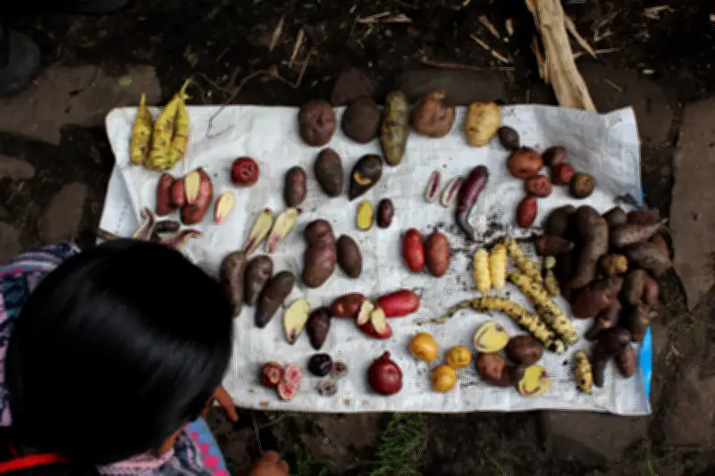 Indígenas andinos tienen mayor capacidad para digerir papas, según estudio