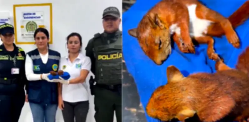 Indignación en Cartagena: drogaron ardillas para tráfico ilegal en aeropuerto